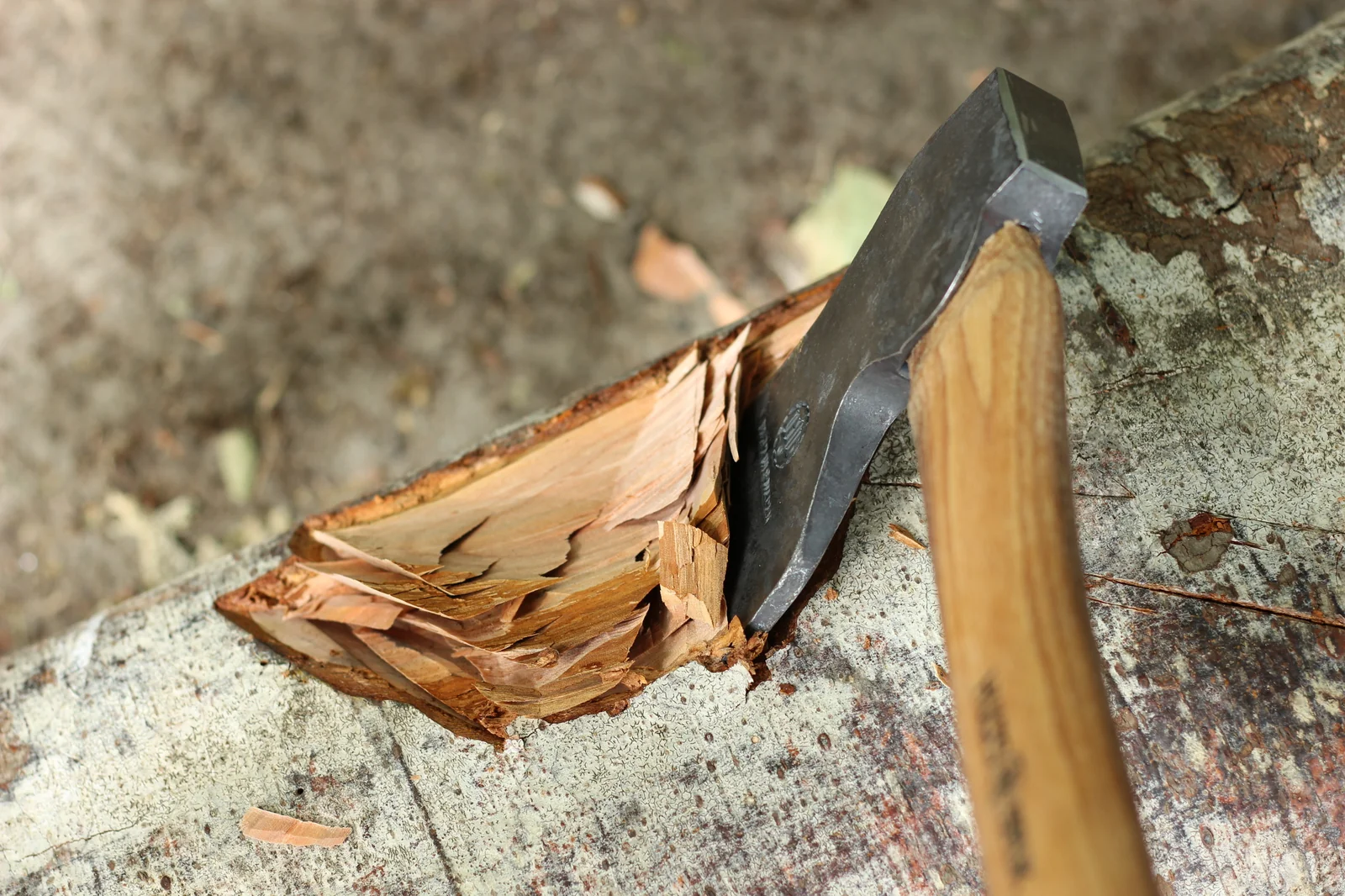 Close-up of the axe head deeply buried in split firewood with fresh chips around