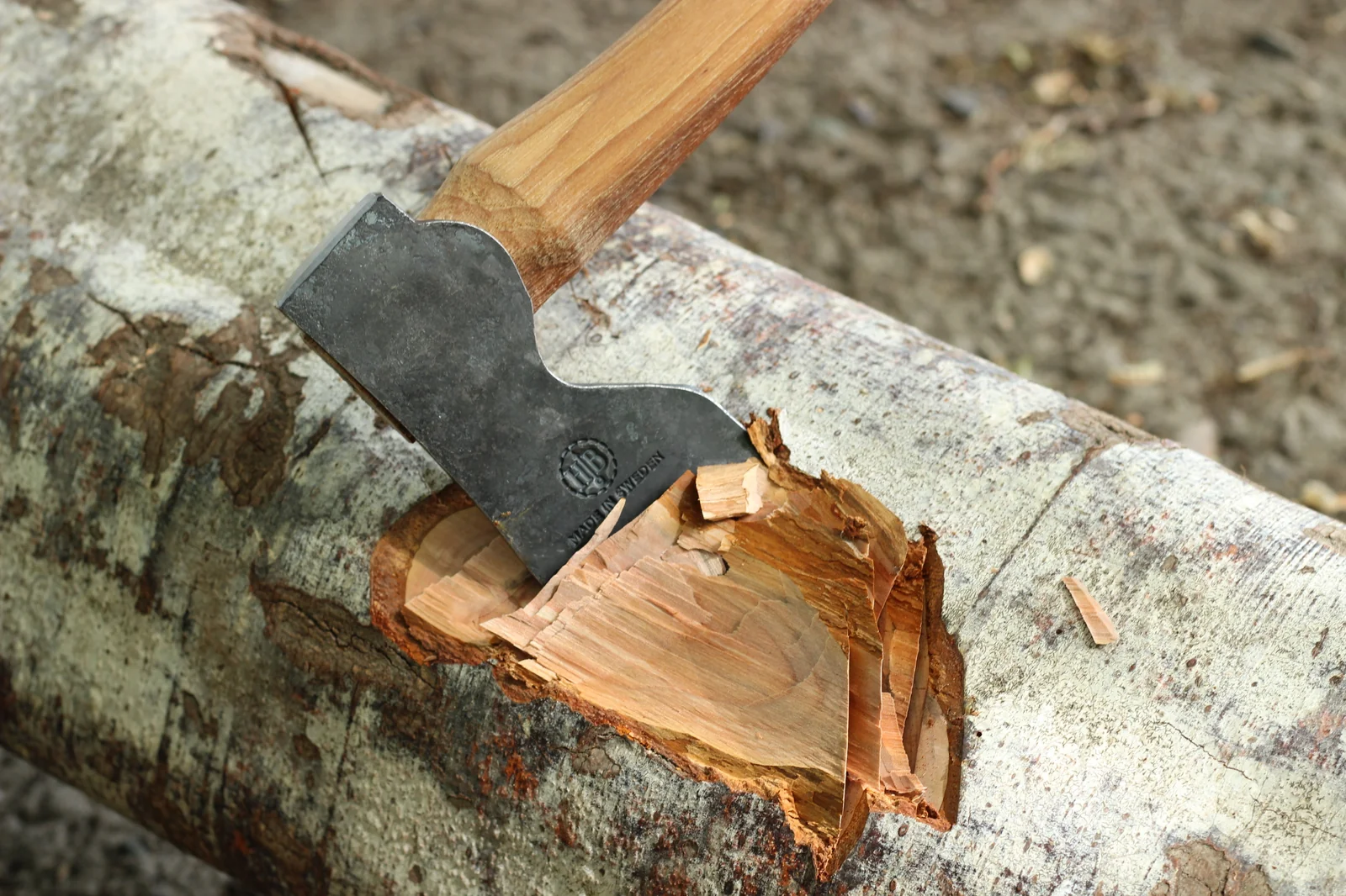 Axe head buried in a horizontal birch log laid on its side with the handle extending up to the right
